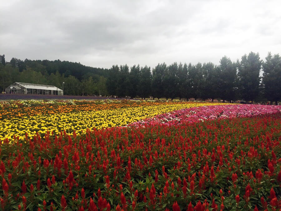 来年の家族旅行は、息子たちの希望で北海道へ！